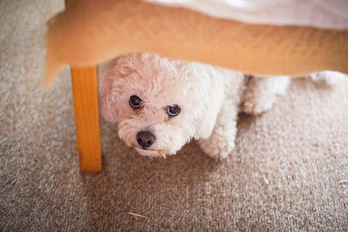 犬が台風を怖がっているときどうすれば ベストな対応を動物行動学の専門家に聞いてみた わんクォール 犬が台風を怖がっているときどうすれば ベストな対応を動物行動学の専門家に聞いてみた わんクォール