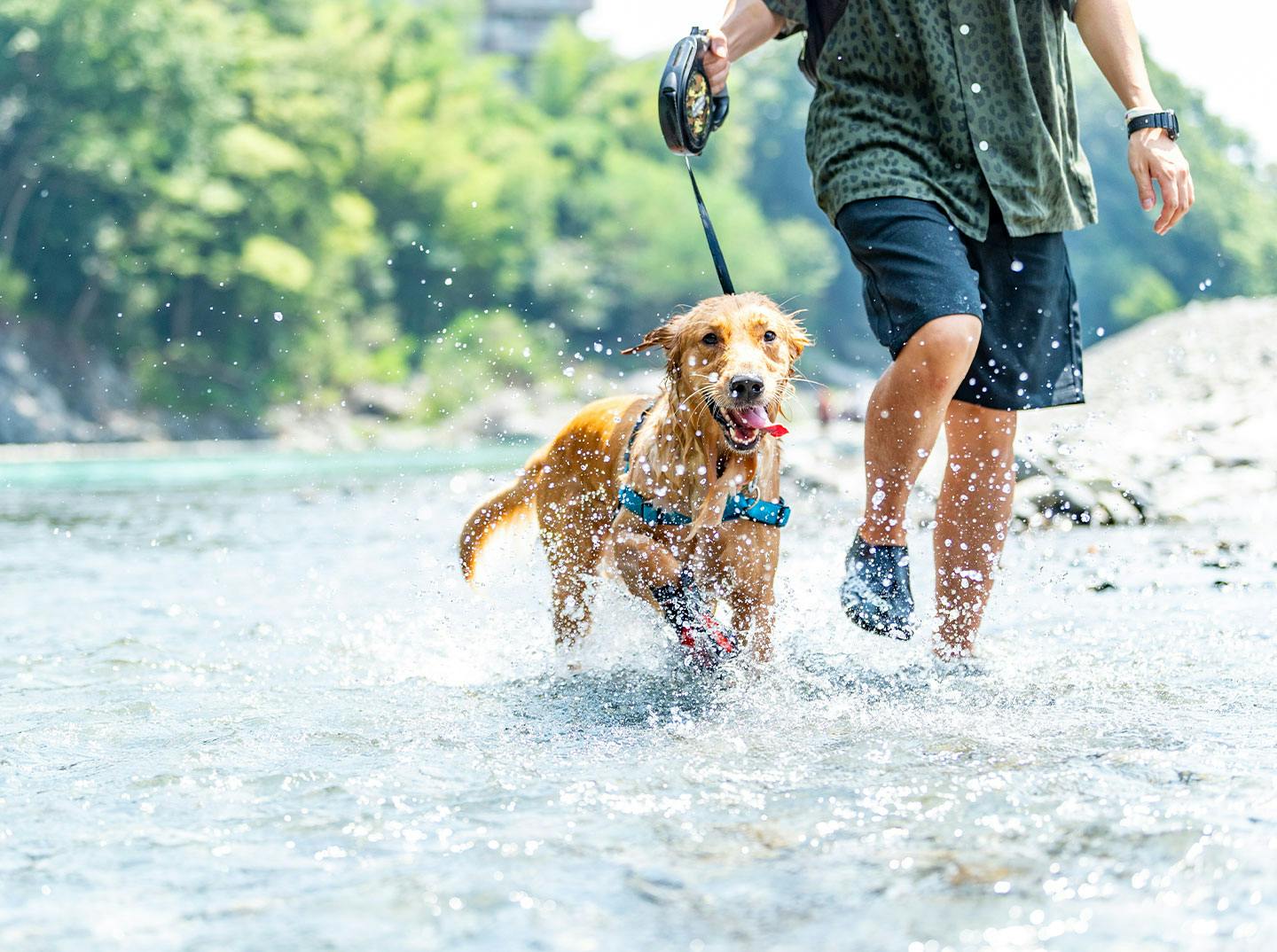 愛犬との川遊びで注意