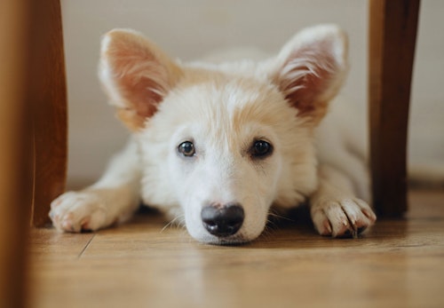 【獣医師監修】犬の生理(ヒート)の症状とは？時期や生理中の注意点を解説