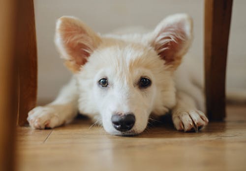獣医師監修 犬の生理 ヒート の症状とは 時期や生理中の注意点を解説 わんクォール