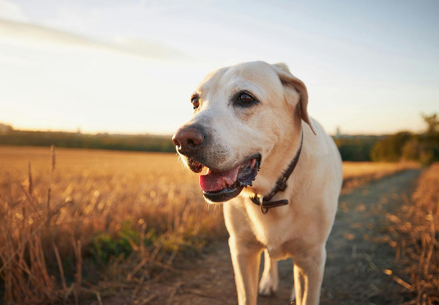 獣医師監修 犬の散歩は毎日行くべき 犬種別の適切な距離と回数 飼い主が知っておくべきマナーや注意点などについて解説 Health 健康 わんクォール