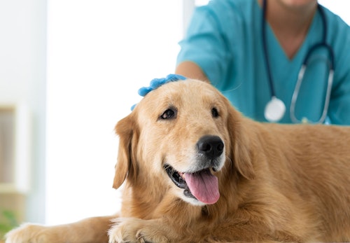 【獣医師監修】犬も献血できる！？愛犬をドナー登録して救える命を増やそう！