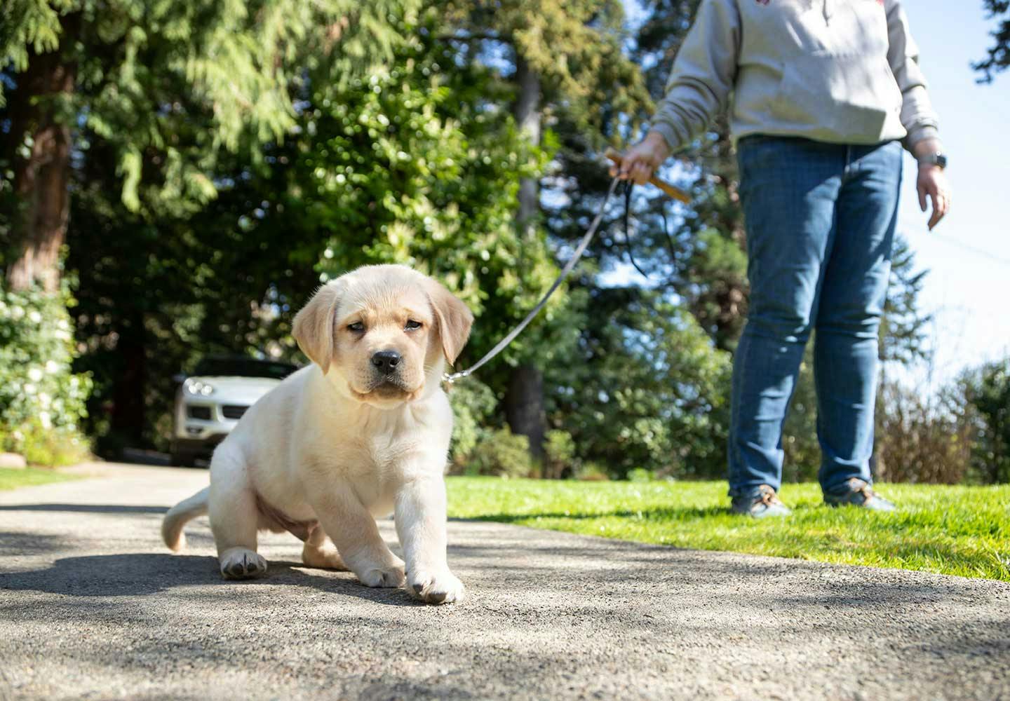 獣医師監修 子犬の散歩はいつから 散歩デビューのタイミングや慣らし方 必要なアイテムや注意点などについて解説 Health 健康 わんクォール