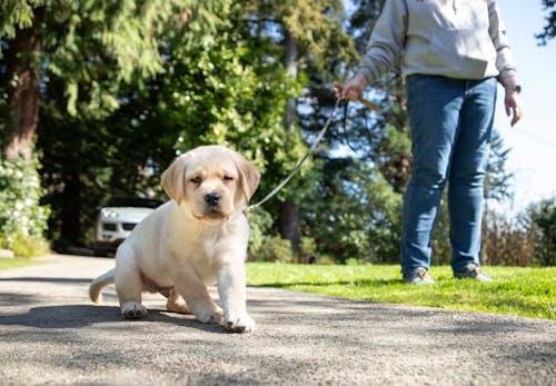 獣医師監修 子犬の散歩はいつから 散歩デビューのタイミングや慣らし方 必要なアイテムや注意点などについて解説 わんクォール