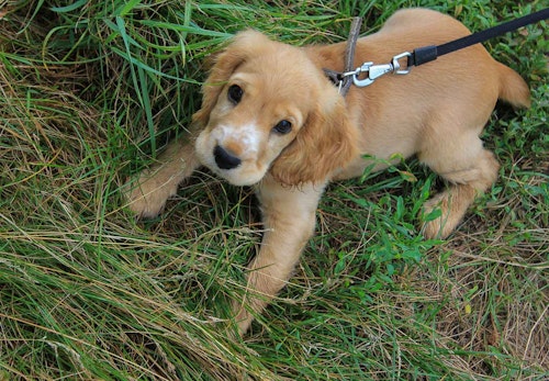 犬が散歩中に立ち止まって歩かない理由は 対処法と飼い主のng行動について解説 獣医師監修 わんクォール 犬が散歩中に立ち止まって歩かない理由は 対処法と飼い主のng行動について解説 獣医師監修 わんクォール
