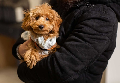 犬の正しい抱っこの仕方 知ってますか 嫌がる理由と対処法 サポートしてくれるグッズについて解説 獣医師監修 わんクォール 犬の正しい抱っこの仕方 知ってますか 嫌がる理由と対処法 サポートしてくれるグッズについて解説 獣医師監修 わんクォール