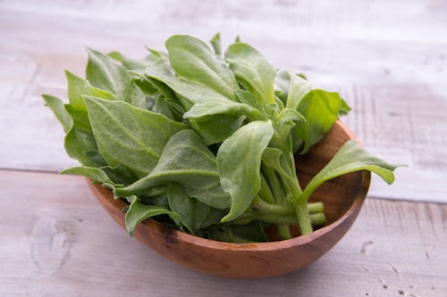 犬に野菜やハーブ類を与えても大丈夫 食べてはダメなハーブや与える時の注意点を解説 獣医師監修 わんクォール