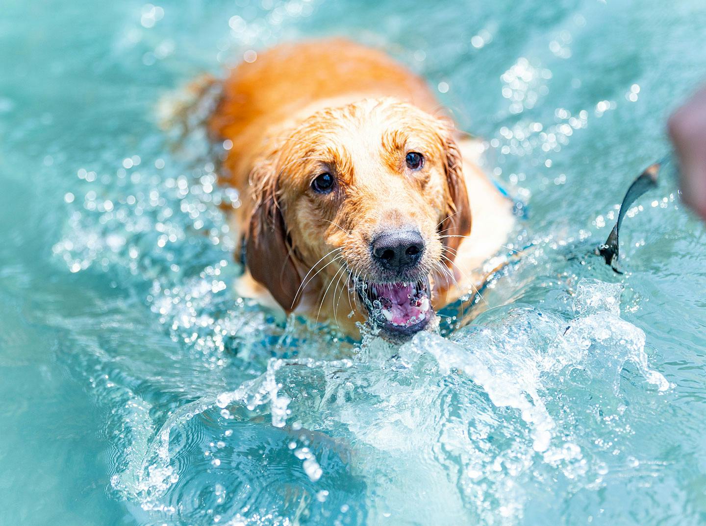 愛犬と一緒に都内で川遊びしよう 青梅 Active おでかけ わんクォール