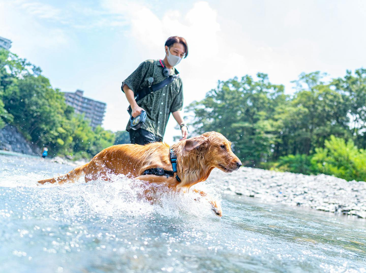 愛犬との川遊び　ゴールデンレトリーバー 