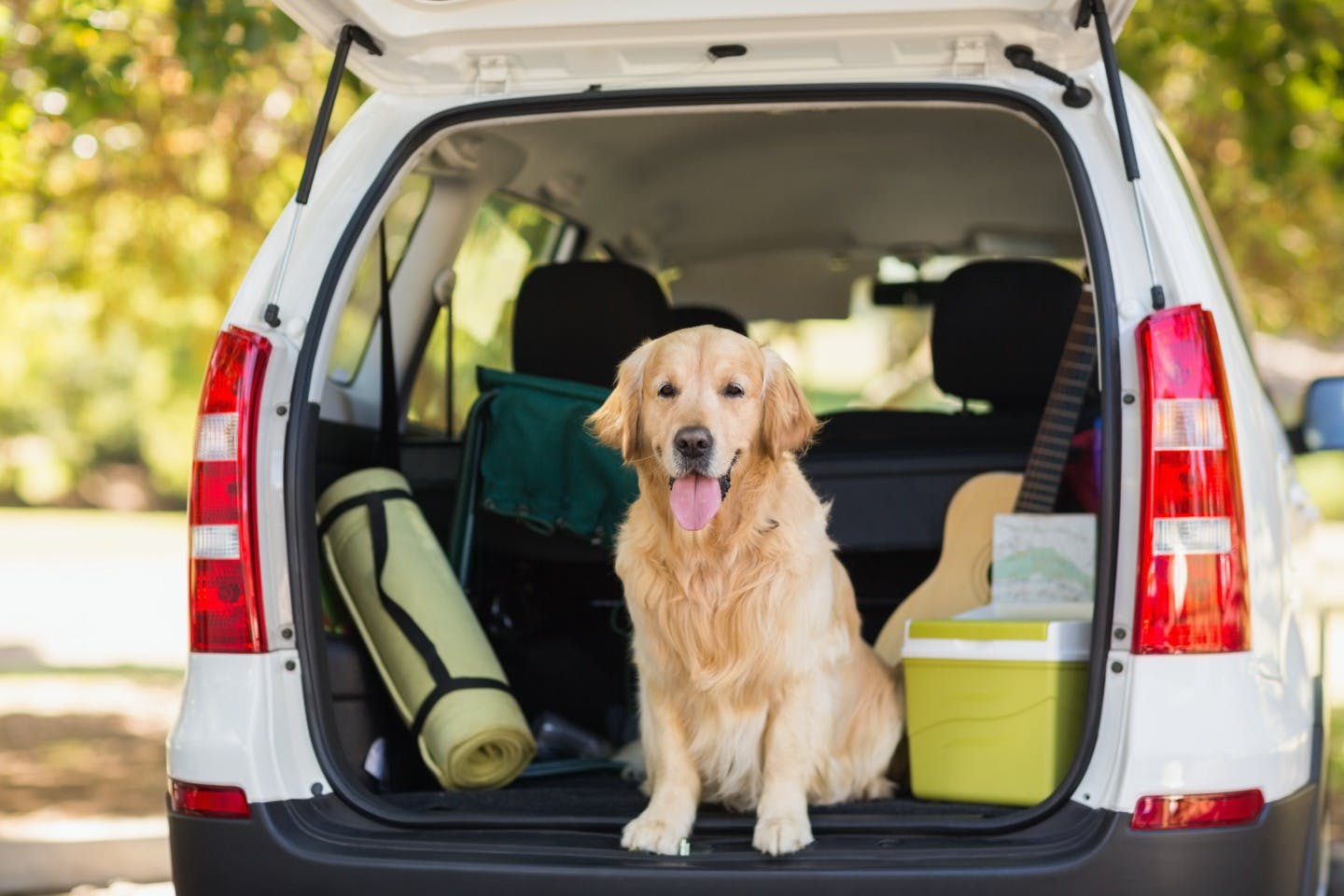 災害時に愛犬と飼い主さんを守る！車に備えておきたいグッズとは