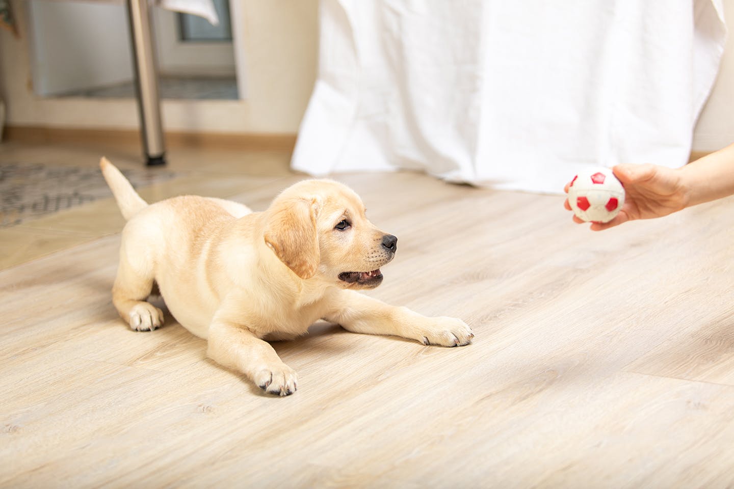 犬が台風を怖がっているときどうすれば ベストな対応を動物行動学の専門家に聞いてみた Health 健康 わんクォール