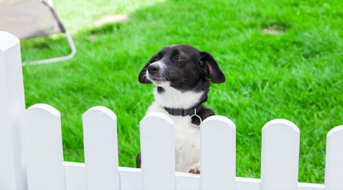 こんなグッズを活用しよう 室内犬のための安全な部屋づくりのポイント わんクォール こんなグッズを活用しよう 室内犬のための安全な部屋づくりのポイント わんクォール