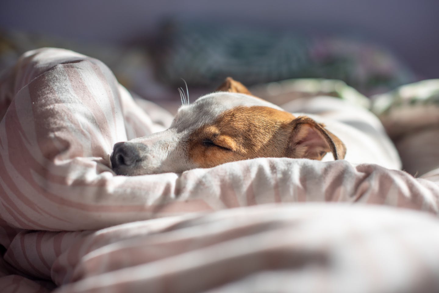 犬が睡眠中にいびきをしていたら？