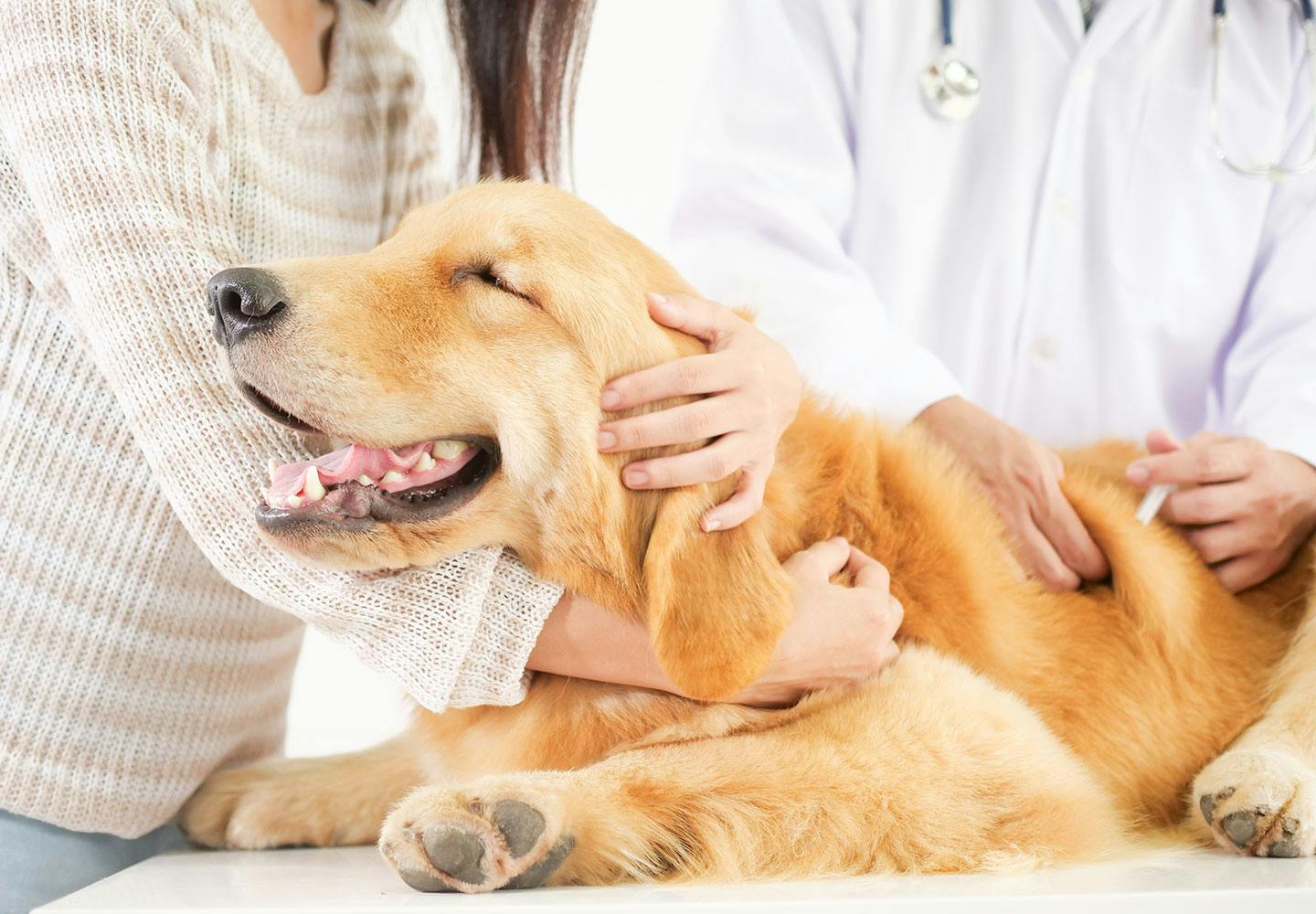 犬が下痢になった場合、病院に連れていくべき症状