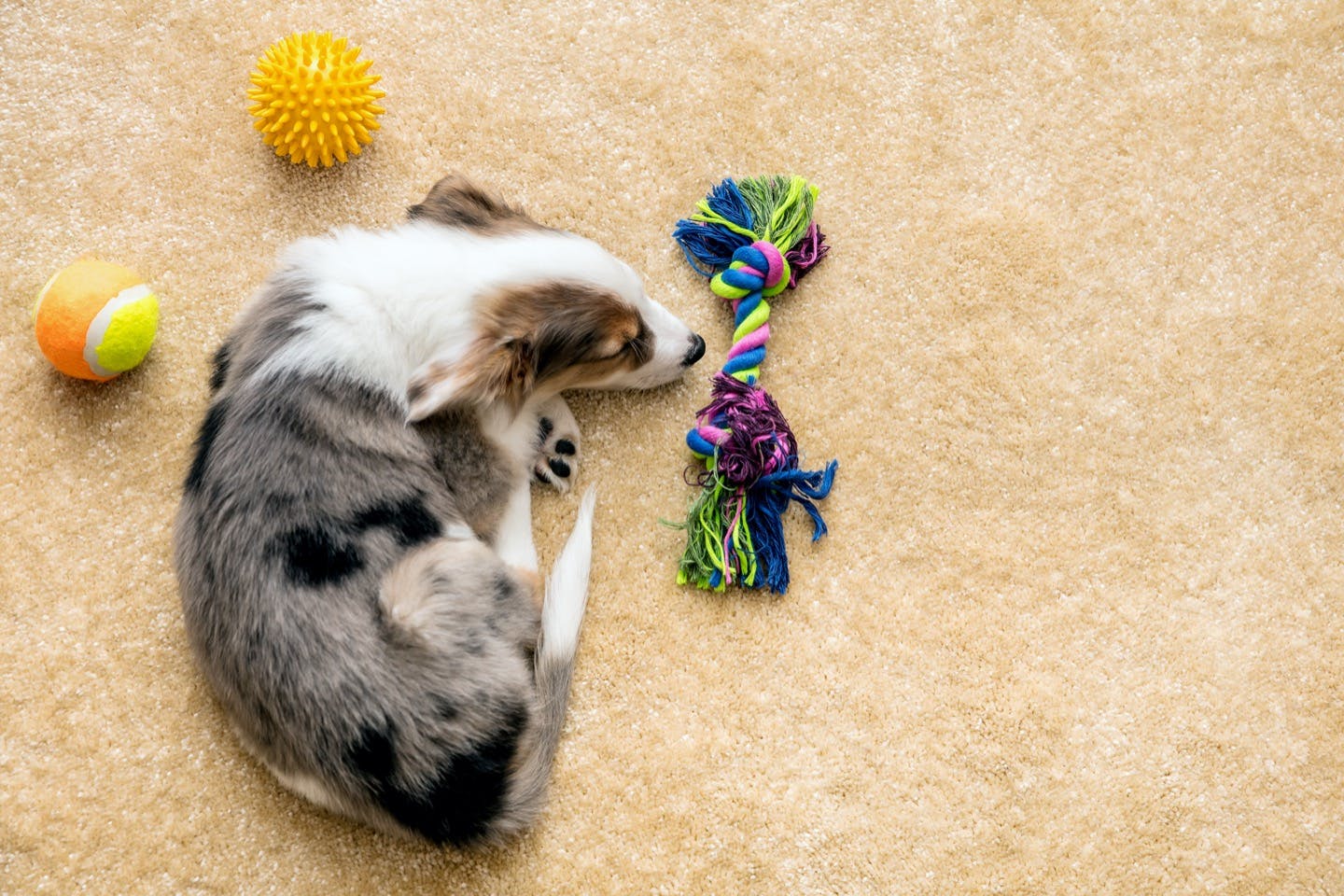 こんなグッズを活用しよう 室内犬のための安全な部屋づくりのポイント Care お手入れ わんクォール