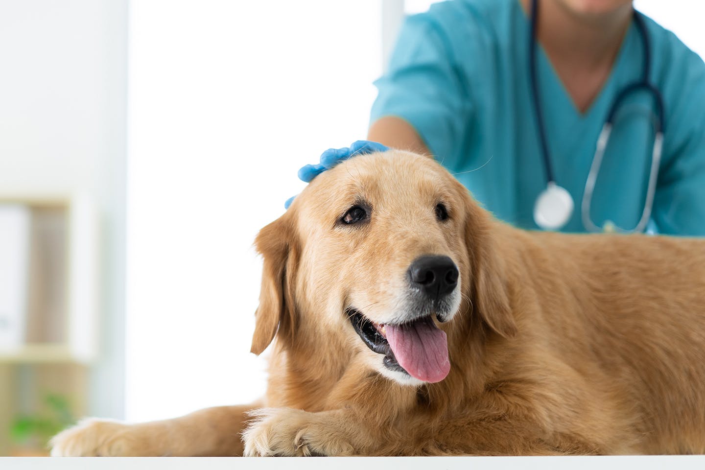 獣医師監修 犬に梨をあげても大丈夫 与える際の注意点や栄養面でのメリット 適量などについて解説 Illness 病気 わんクォール