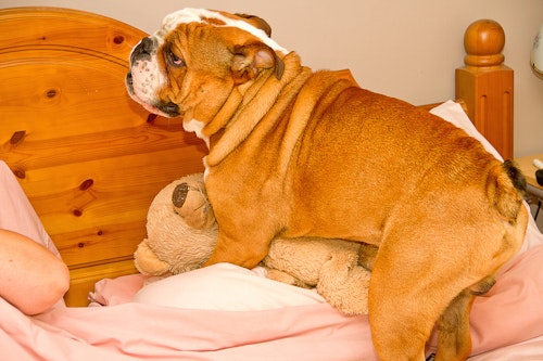 犬のマウンティングとは 問題な理由と対処法 やめさせる方法について解説 獣医師監修 わんクォール 犬のマウンティングとは 問題な理由と対処法 やめさせる方法について解説 獣医師監修 わんクォール