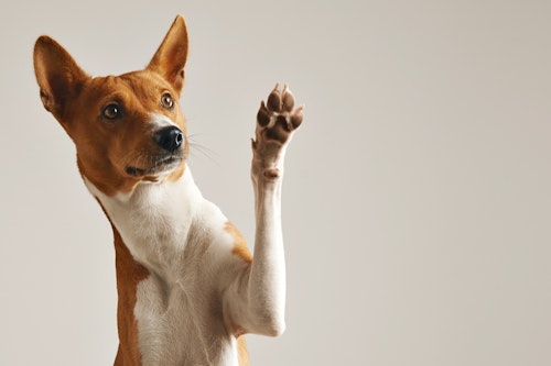 ケガを予防する 犬の足の裏の毛のバリカンカット方法や注意点とは わんクォール ケガを予防する 犬の足の裏の毛のバリカンカット方法や注意点とは わんクォール