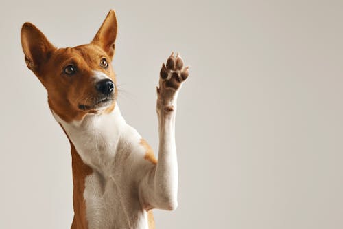 ケガを予防する 犬の足の裏の毛のバリカンカット方法や注意点とは わんクォール ケガを予防する 犬の足の裏の毛のバリカンカット方法や注意点とは わんクォール