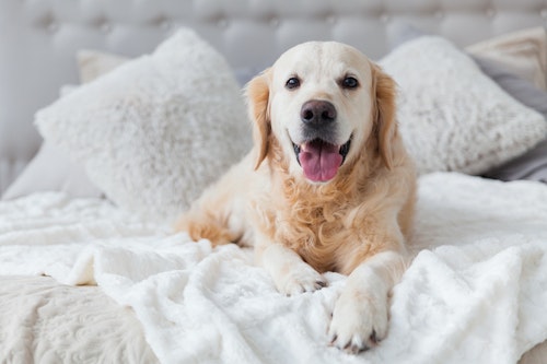 こんなグッズを活用しよう 室内犬のための安全な部屋づくりのポイント わんクォール こんなグッズを活用しよう 室内犬のための安全な部屋づくりのポイント わんクォール