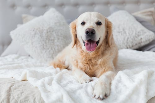 こんなグッズを活用しよう 室内犬のための安全な部屋づくりのポイント わんクォール