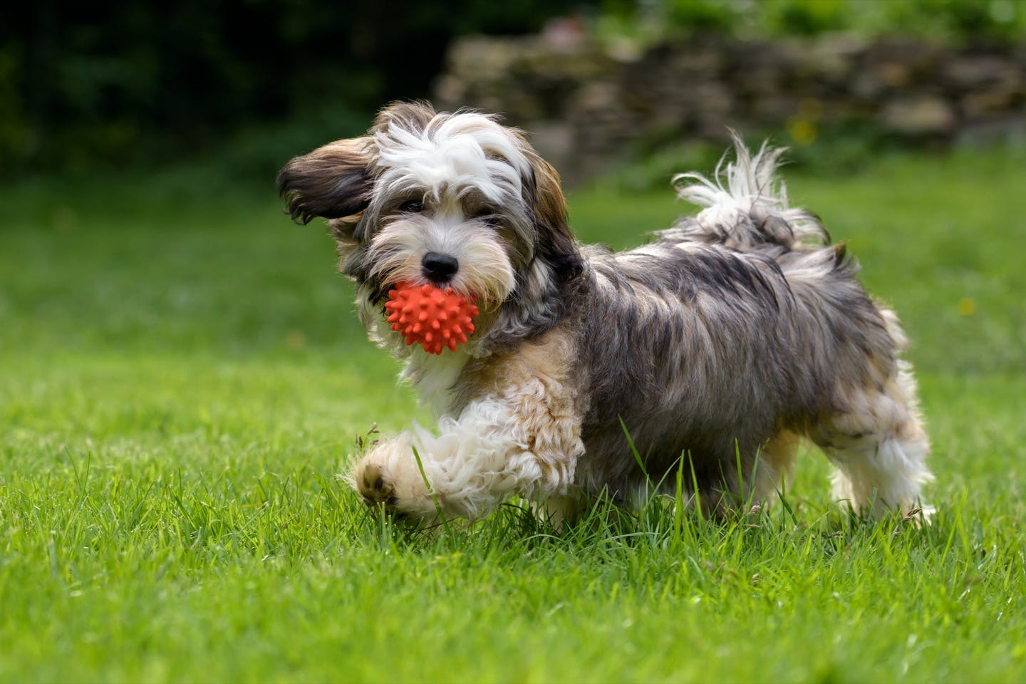 愛犬とボール遊びをしよう おすすめのボール遊びをご紹介 Active おでかけ わんクォール