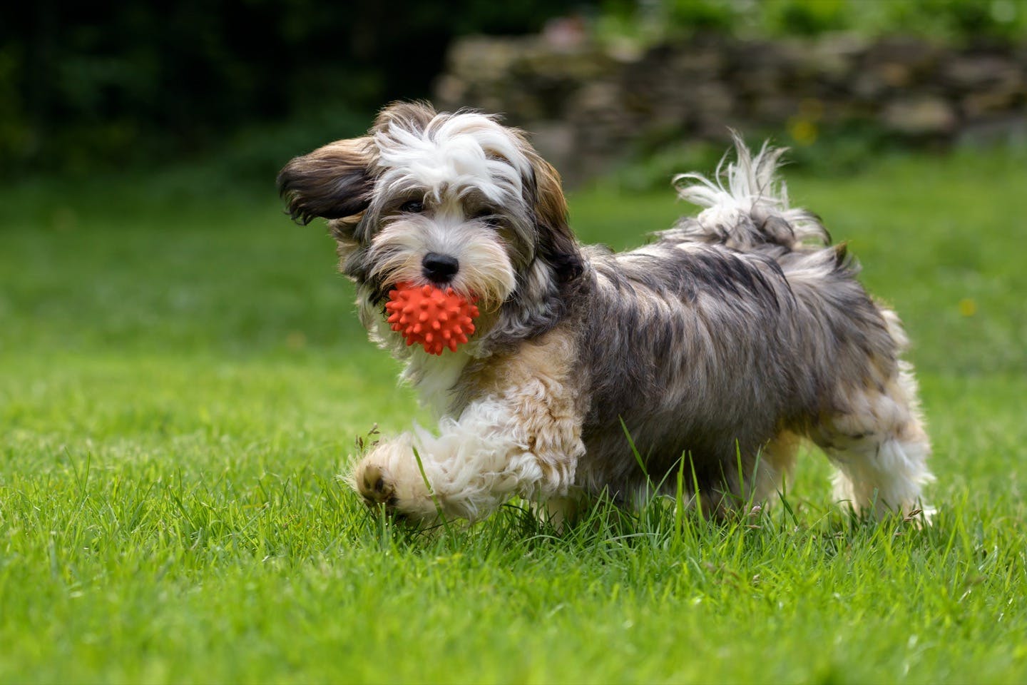 おすすめの犬のボール遊び　キャッチのやり方