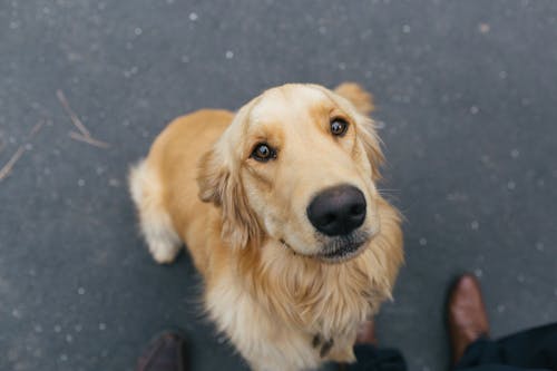 犬は柿を食べても大丈夫 皮や種 渋柿に関する注意点や食べるメリット 1日の適量について解説 獣医師監修 わんクォール