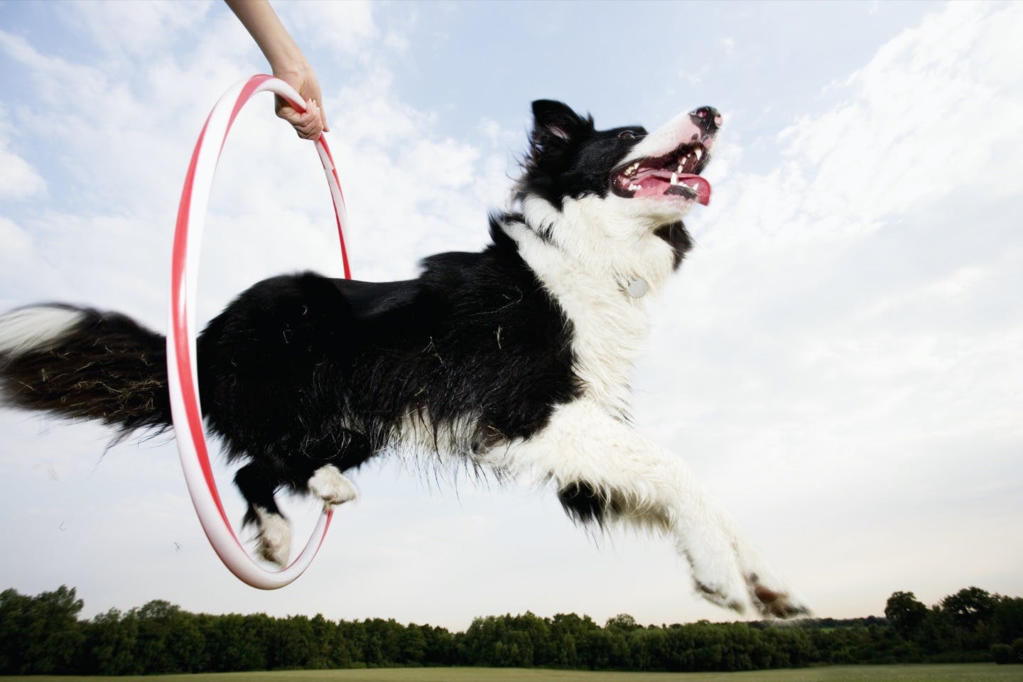 犬にも 筋トレ が必要 犬の筋力をアップする方法をご紹介 Health 健康 わんクォール