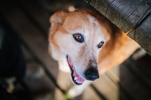 犬のマウンティングとは 問題な理由と対処法 やめさせる方法について解説 獣医師監修 わんクォール 犬のマウンティングとは 問題な理由と対処法 やめさせる方法について解説 獣医師監修 わんクォール