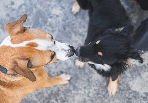 犬の散歩の適切な回数と距離は 時間やマナー 散歩デビューの基礎知識について解説 獣医師監修 わんクォール 犬の散歩の適切な回数と距離は 時間やマナー 散歩デビューの基礎知識について解説 獣医師監修 わんクォール