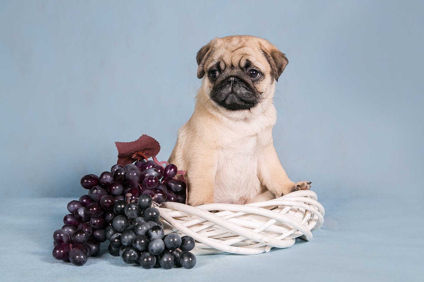 獣医師監修 犬にぶどうがngな理由とは 中毒症状や食べてしまったときの対処法を解説 Illness 病気 わんクォール