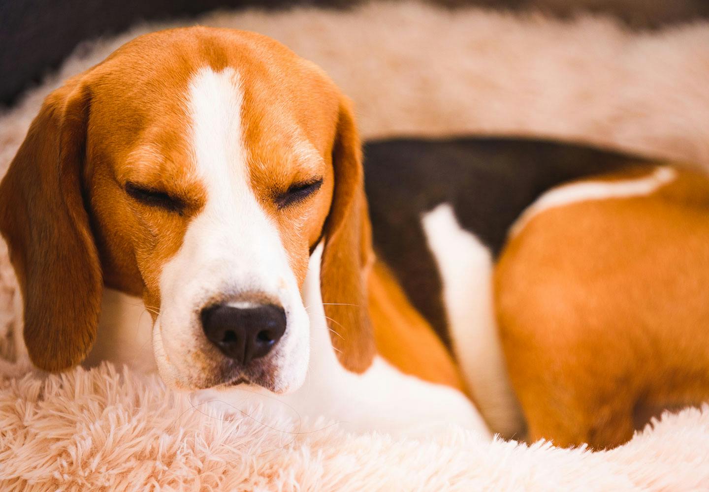 獣医師監修 犬の臭いの原因とは 体の部位ごとの対策法を紹介します Illness 病気 わんクォール