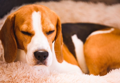 獣医師監修 犬の臭いの原因とは 体の部位ごとの対策法を紹介します わんクォール 獣医師監修 犬の臭いの原因とは 体の部位ごとの対策法を紹介します わんクォール