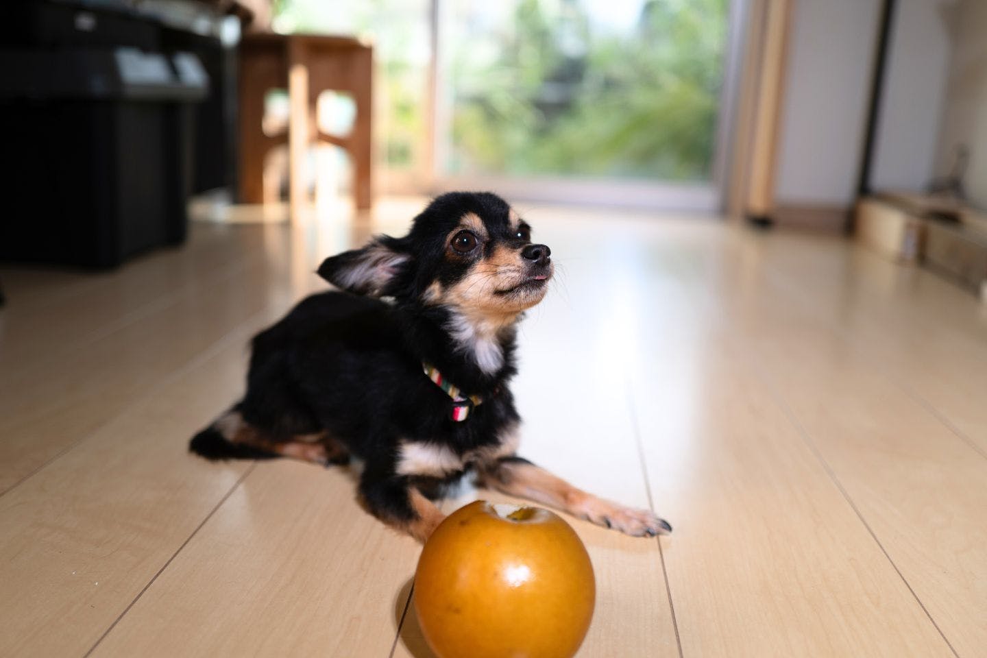 犬に梨を与える際の適量