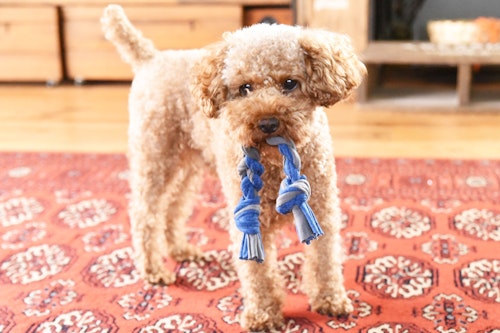 製作時間15分 Tシャツで 愛犬用ロープおもちゃ を作ろう わんクォール 製作時間15分 Tシャツで 愛犬用ロープおもちゃ を作ろう わんクォール