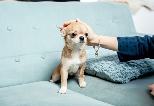 犬の正しい抱っこの仕方 知ってますか 嫌がる理由と対処法 サポートしてくれるグッズについて解説 獣医師監修 わんクォール 犬の正しい抱っこの仕方 知ってますか 嫌がる理由と対処法 サポートしてくれるグッズについて解説 獣医師監修 わんクォール