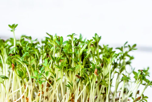 犬に野菜やハーブ類を与えても大丈夫 食べてはダメなハーブや与える時の注意点を解説 獣医師監修 わんクォール 犬に野菜やハーブ類を与えても大丈夫 食べてはダメなハーブや与える時の注意点を解説 獣医師監修 わんクォール