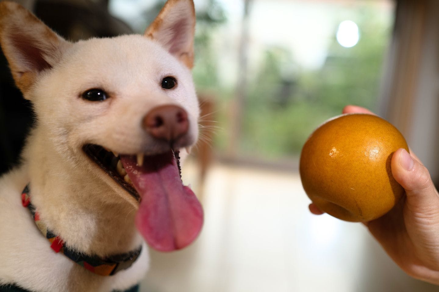 犬の梨犬に梨の加工品を与えても大丈夫