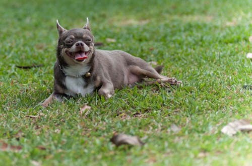 犬のお腹の張りの原因は 考えられる病気と病院に行くべき症状を解説 獣医師監修 わんクォール