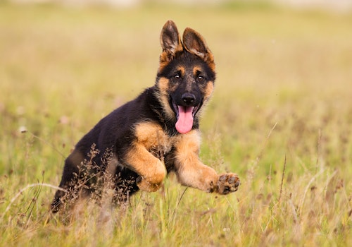 犬のマウンティングとは 問題な理由と対処法 やめさせる方法について解説 獣医師監修 わんクォール