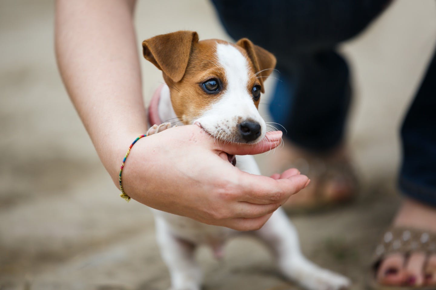 8カ月頃の子犬は反抗期 2才頃には第２反抗期も あるある な行動と対処法を解説 Communication コミュニケーション わんクォール