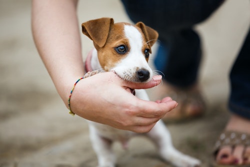 8カ月頃の子犬は反抗期 2才頃には第２反抗期も あるある な行動と対処法を解説 わんクォール