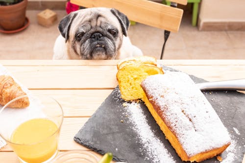 今日は何の日 8 18は米の日 愛犬にお米 パン 蕎麦などを与えても大丈夫 わんクォール 今日は何の日 8 18は米の日 愛犬にお米 パン 蕎麦などを与えても大丈夫 わんクォール