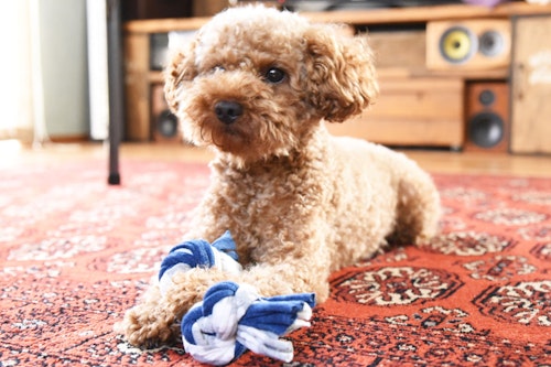 製作時間15分 Tシャツで 愛犬用ロープおもちゃ を作ろう わんクォール 製作時間15分 Tシャツで 愛犬用ロープおもちゃ を作ろう わんクォール