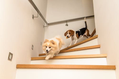 こんなグッズを活用しよう 室内犬のための安全な部屋づくりのポイント わんクォール