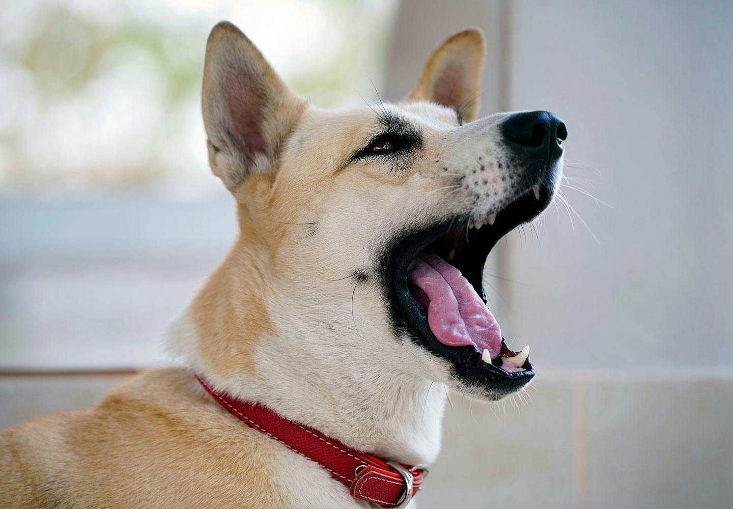 犬の口が臭い原因　歯垢や歯石
