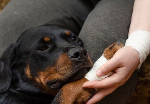 犬が散歩中に立ち止まって歩かない理由は 対処法と飼い主のng行動について解説 獣医師監修 わんクォール 犬が散歩中に立ち止まって歩かない理由は 対処法と飼い主のng行動について解説 獣医師監修 わんクォール