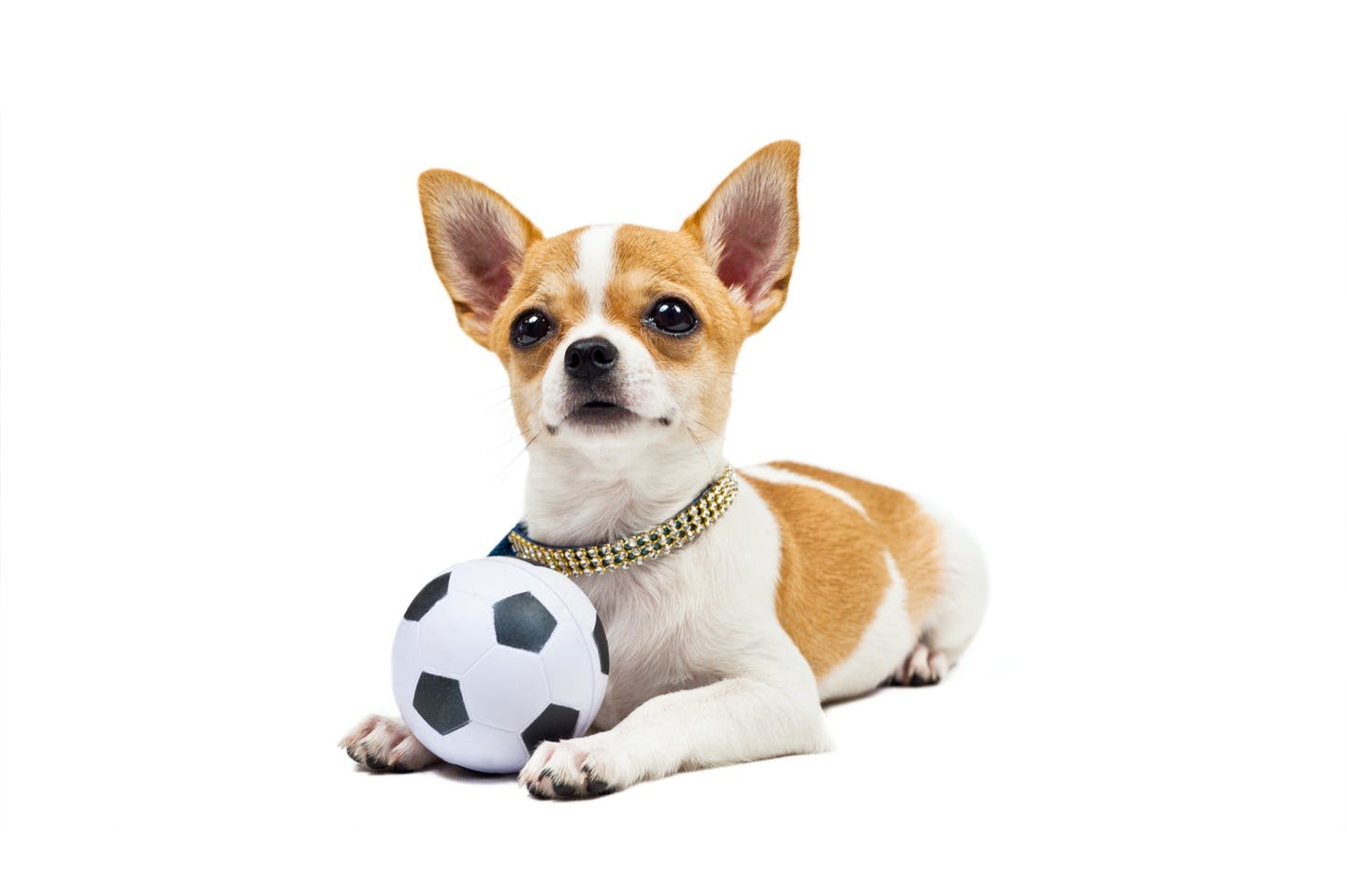 愛犬とボール遊びをしよう！おすすめのボール遊びをご紹介