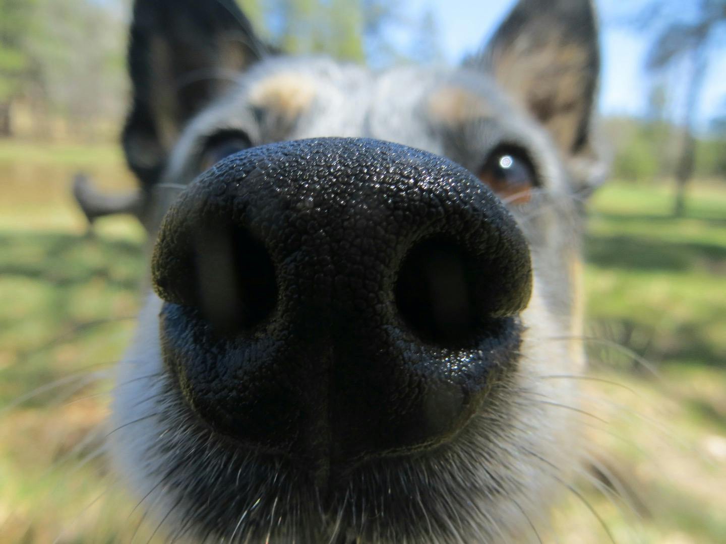 獣医師監修 犬の鼻水や鼻の腫れは放置すると危険 原因や対処法は Illness 病気 わんクォール